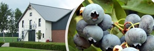 Blauwe bessen bedrijf Harmsma